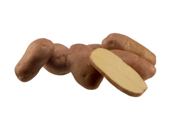 kondor