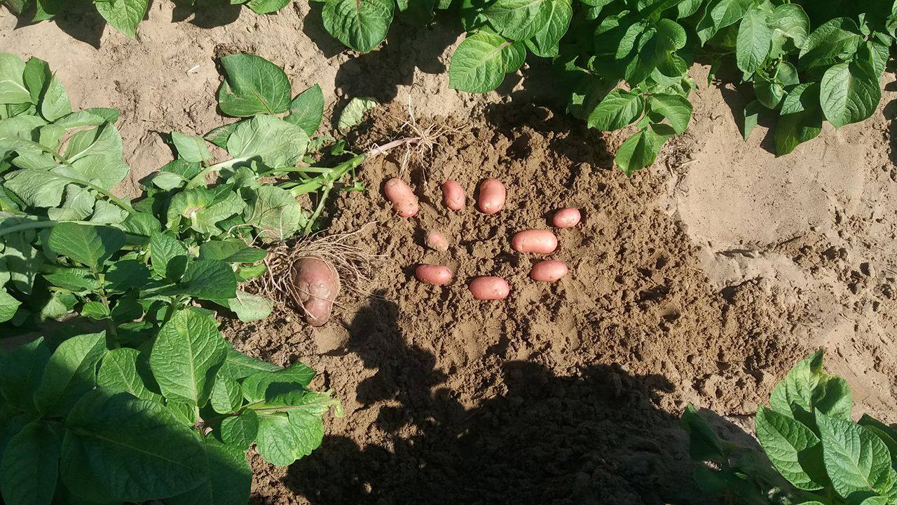 18426757 796958343792420 1314717010 o